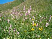 Fiori di tutte le speci nella conca dei Campelli (3)